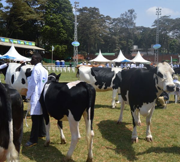 Brookside Breeders Show 2016